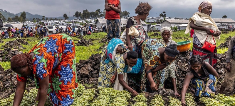 ФАО оказывает помощь в ДР Конго, предоставляя денежные переводы и сельскохозяйственные ресурсы.